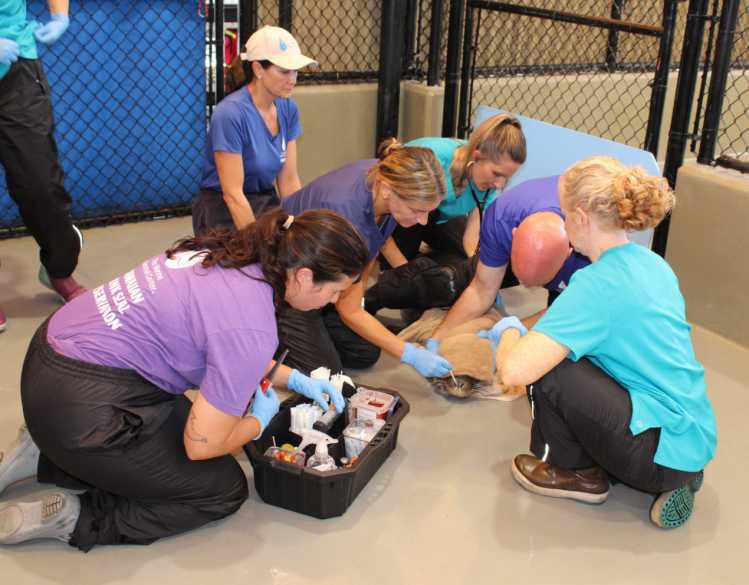 Center staff and volunteers performing a nasal swab on a Hawaiian monk seal patient.
