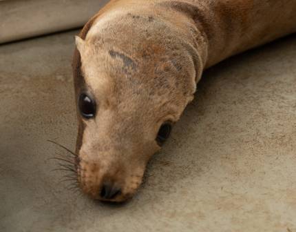 California sea lion Shmomp