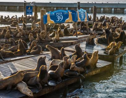 Home  The Marine Mammal Center