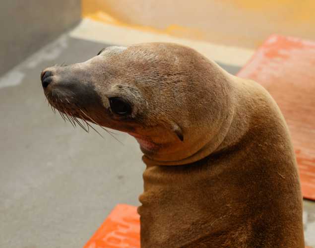 California sea lion Slippy