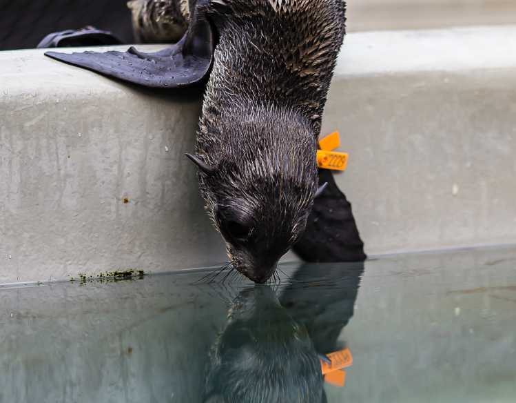northern fur seal Lowell dips into a pool