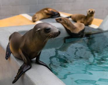 California sea lion pups