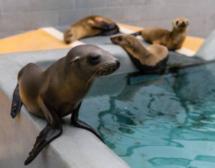 California sea lions in rehabilitation