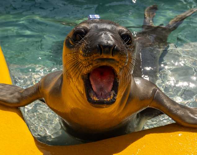 Northern elephant seal