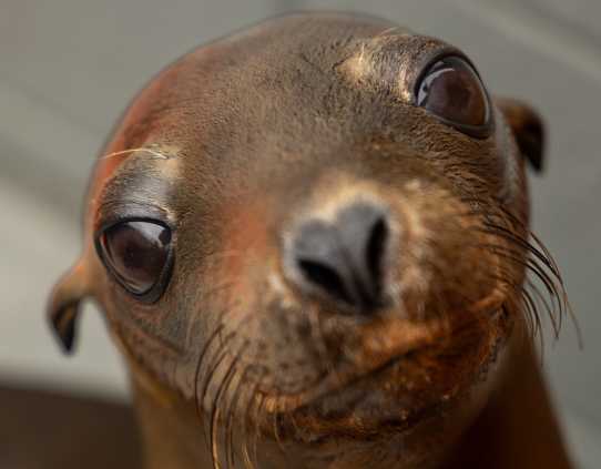 California sea lion Niko