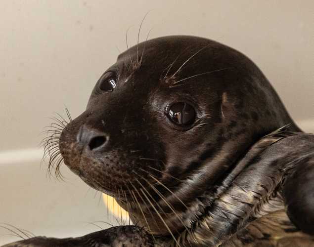 harbor seal Kelpie