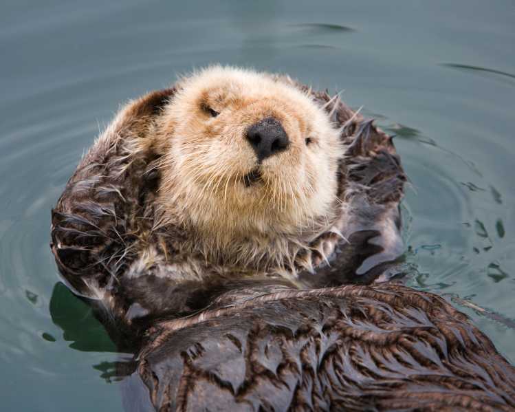 A southern sea otter eats a crab while floating in the water.