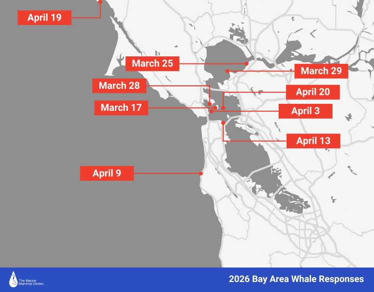 whale stranding map 2026