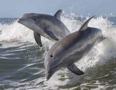 dolphins leaping out of the water