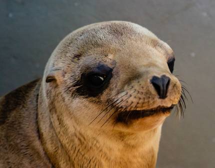 California sea lion Climber
