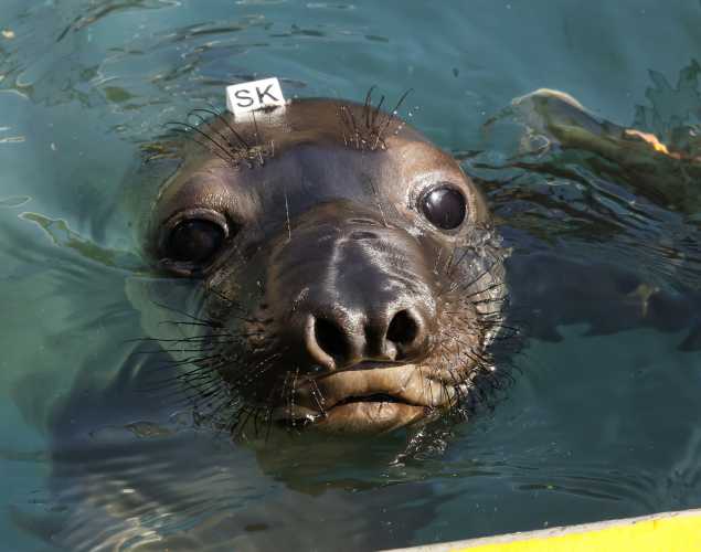 northern elephant seal Scraggles