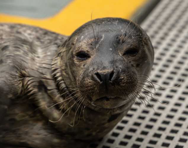 harbor seal Serrano