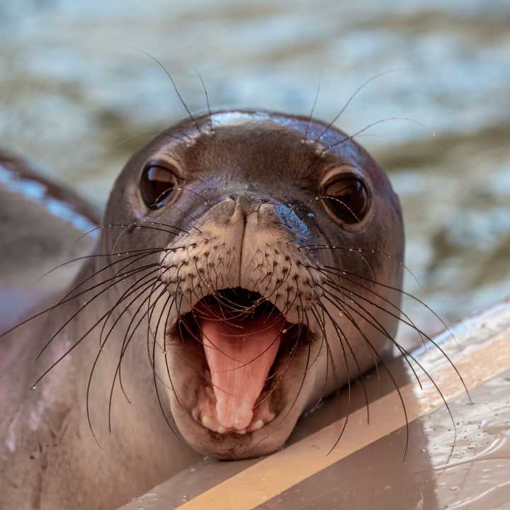 Hawaiian monk seal