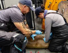 Two veterinarians collect a blood sample from an elephant seal in a rehabilitation pen.