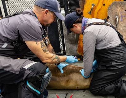 Two veterinarians collect a blood sample from an elephant seal in a rehabilitation pen.