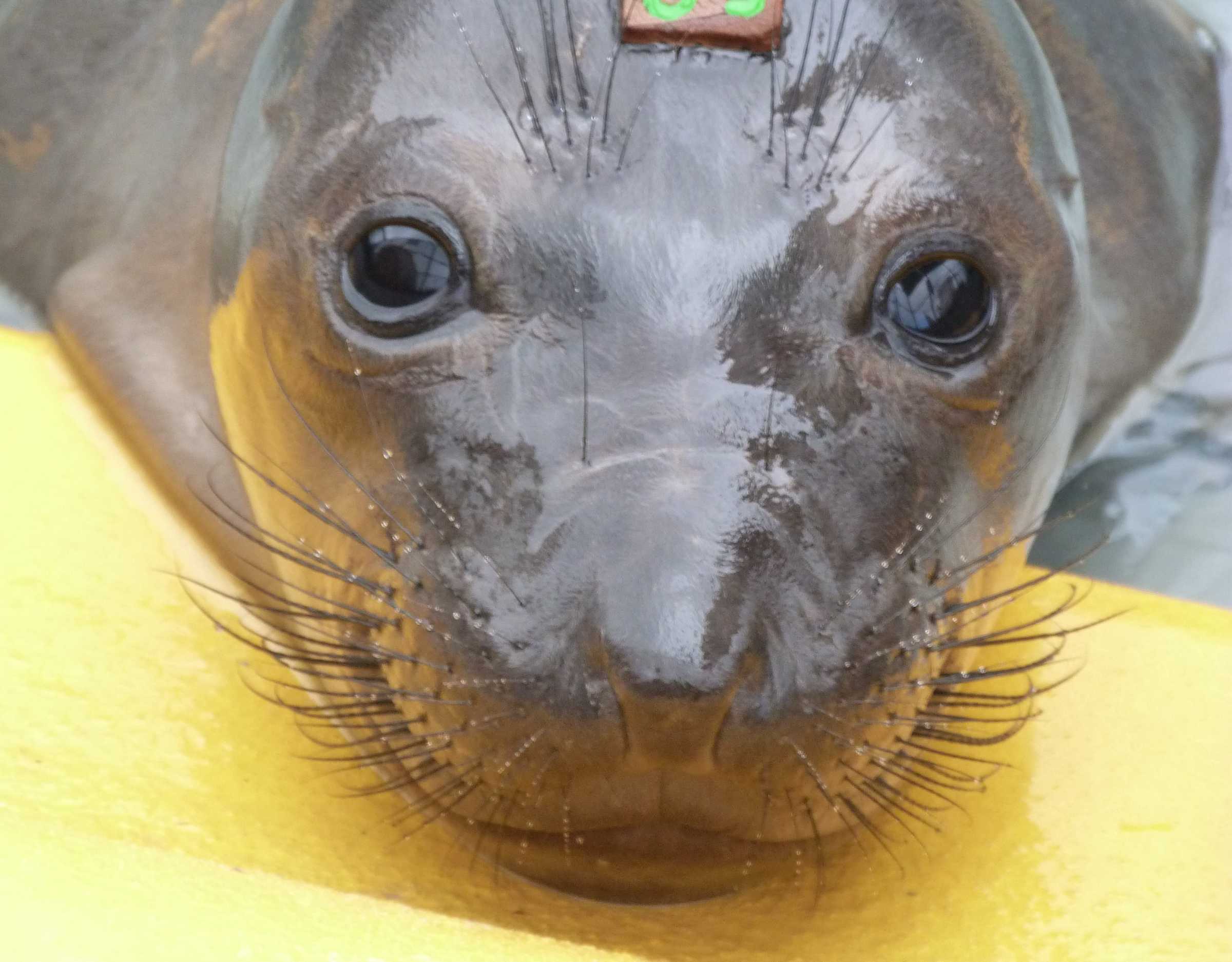 Moriarty | The Marine Mammal Center
