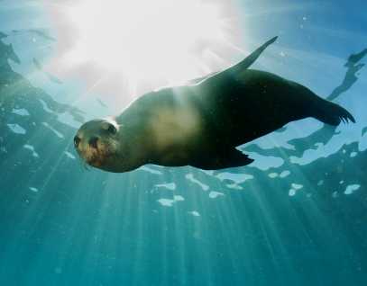 The Marine Mammal Center | Pinnipeds