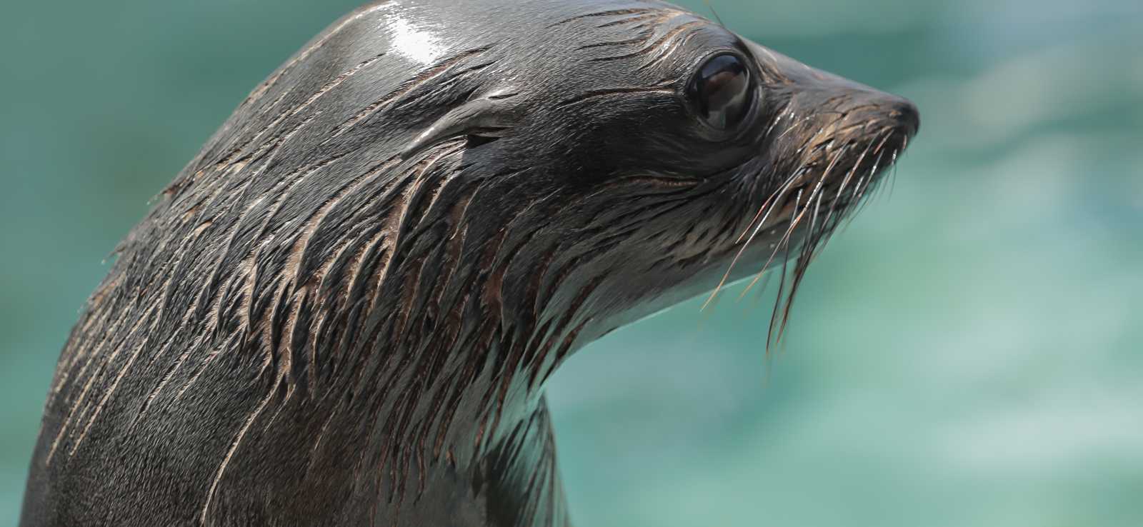 The Marine Mammal Center | Guadalupe Fur Seal The Marine Mammal Center | Guadalupe Fur Seal