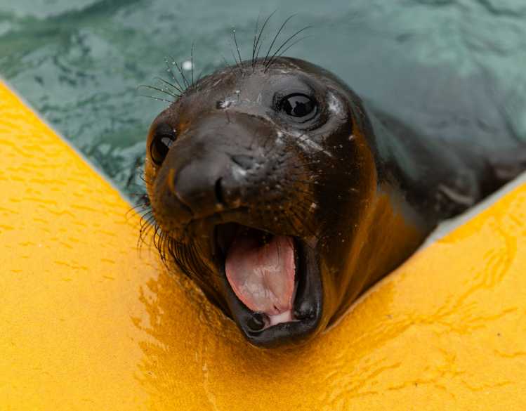 beandip elephant seal