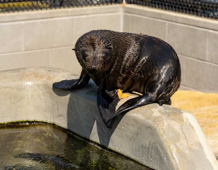 Guadalupe fur seal, Adelie