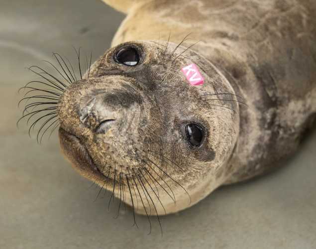 northern elephant seal Wonka