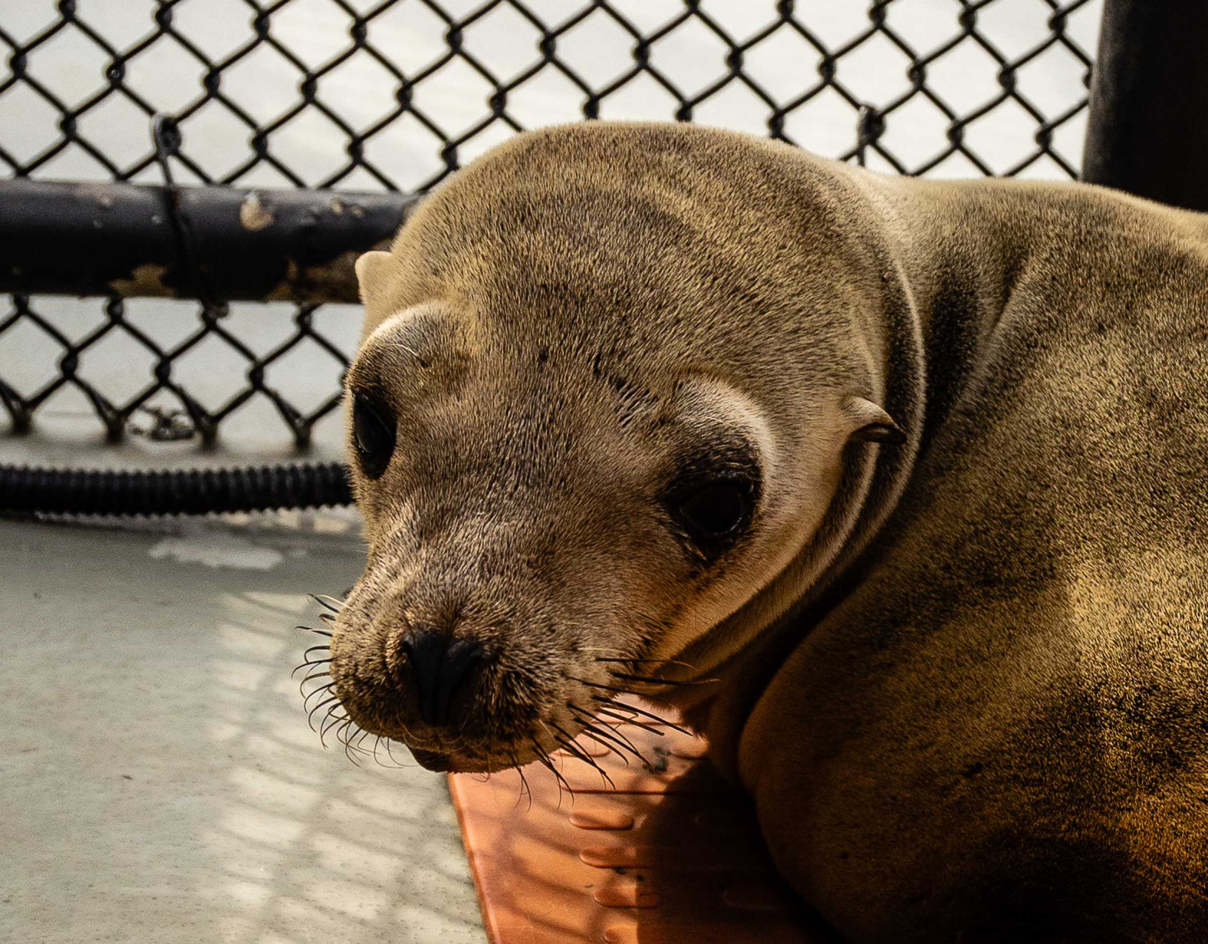 Blake | The Marine Mammal Center