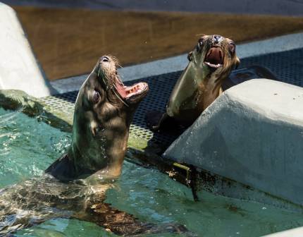 two California sea lions