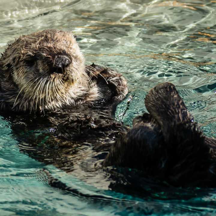 Sea otter