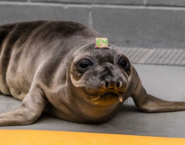 northern elephant seal Hyacinth