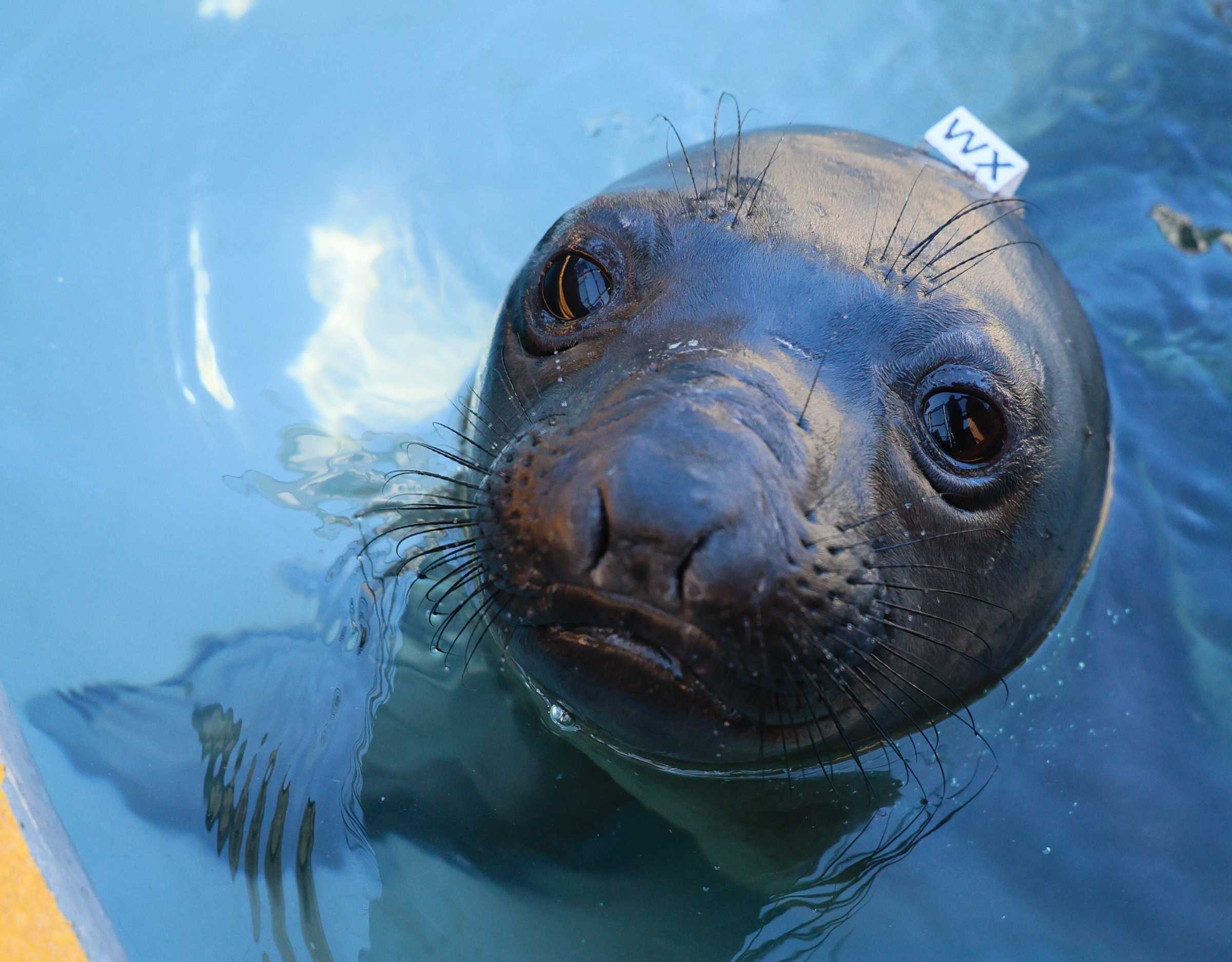 Tazzy | The Marine Mammal Center