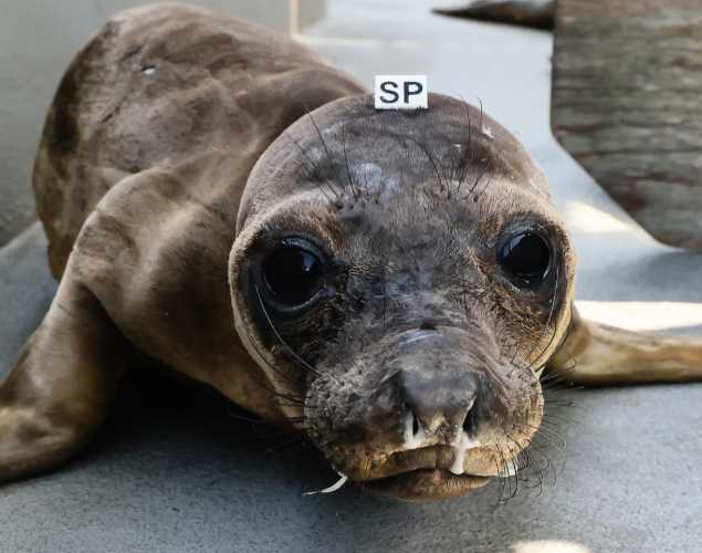 elephant seal with snotty nose