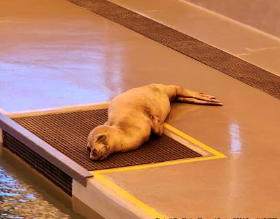 Hawaiian monk seal in care at the marine mammal center