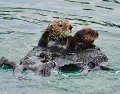 Sea otter and pup