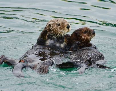 Sea otter and pup