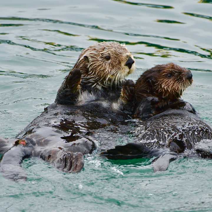 Sea otter and pup