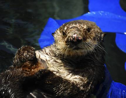 southern sea otter Otto