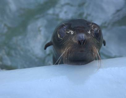 Northern fur seal