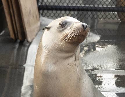 California sea lion named Lunarose