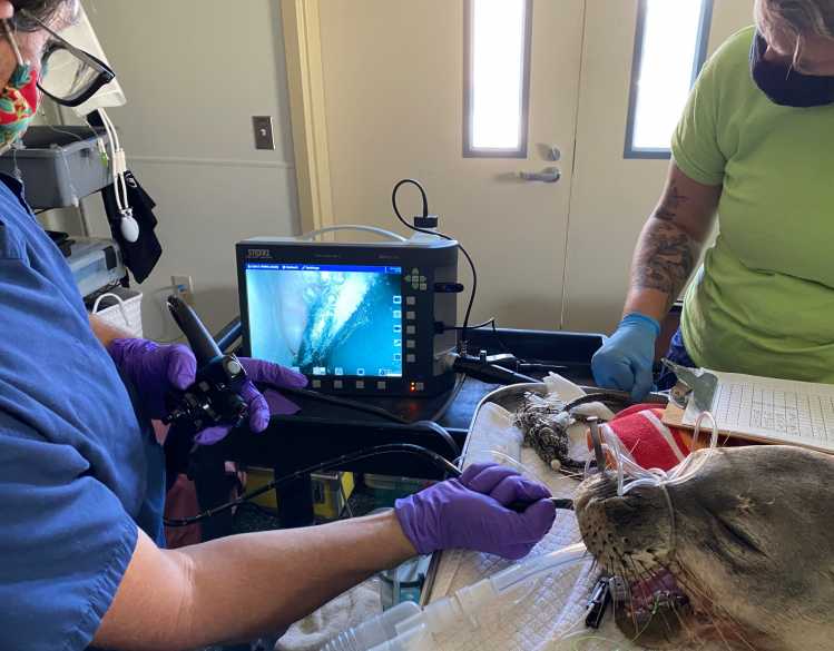 a veterinarian performs an endoscopy on a Hawaiian monk seal patient
