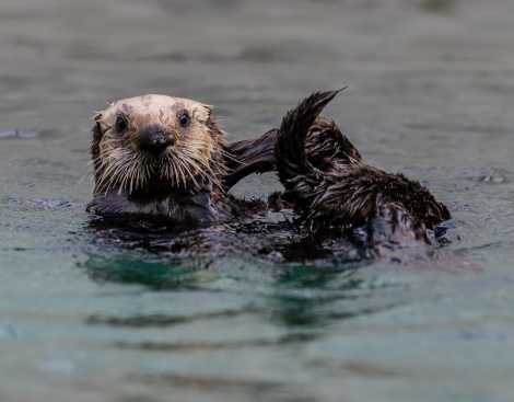 sea otter langley