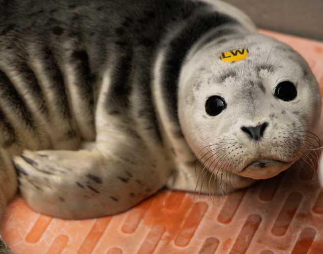 Harbor seal