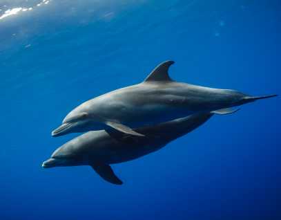 Cetaceans | The Marine Mammal Center