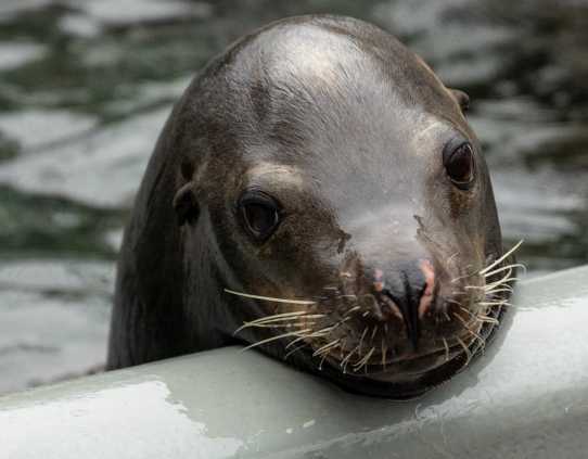 California sea lion Baxter