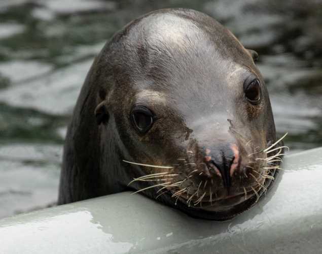 California sea lion