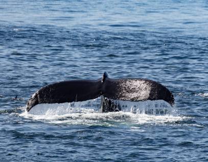A humpback whale tail rises above the surface as the whale dives underwater. 