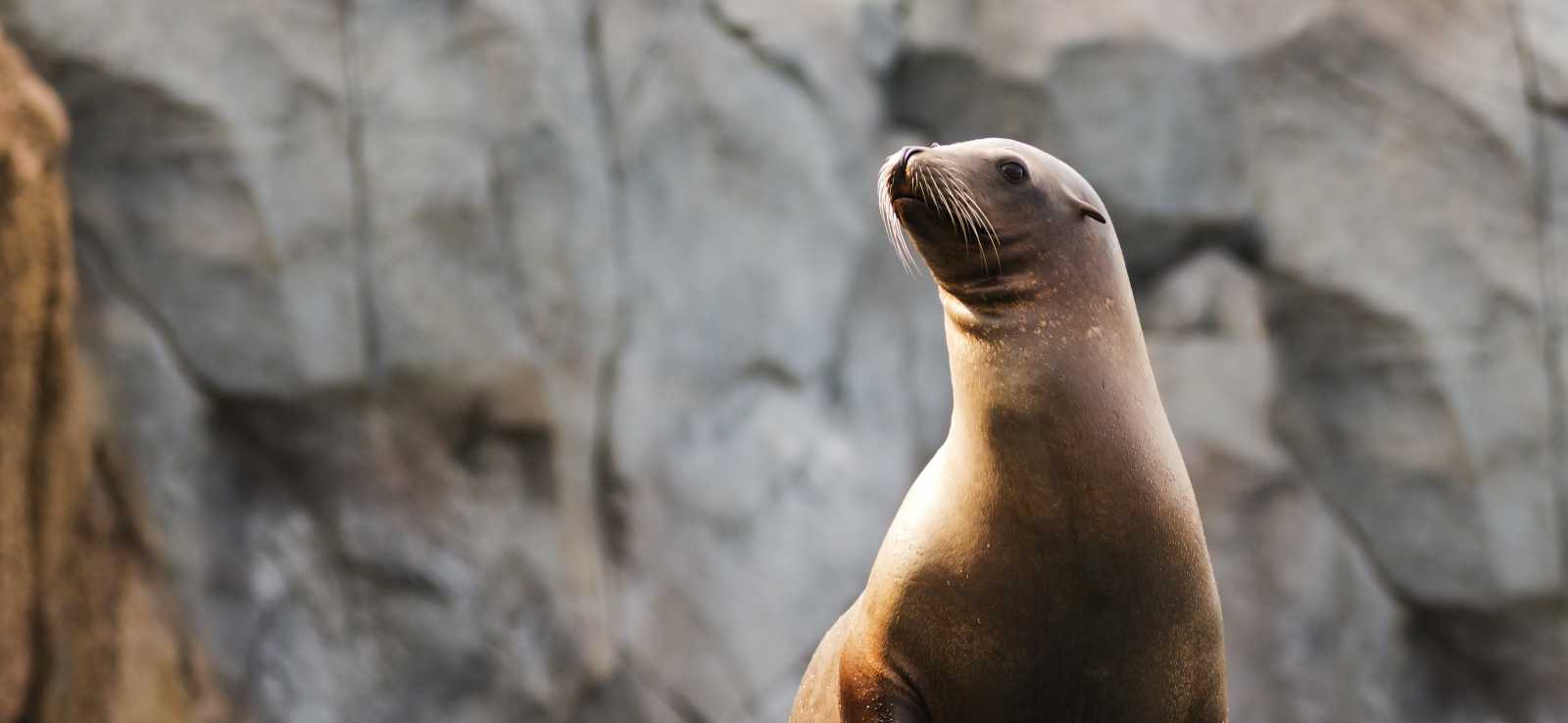 California sea lion