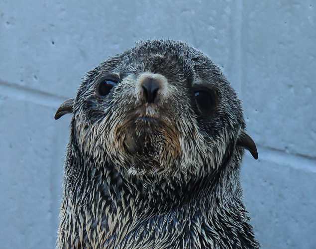 northern fur seal Trifle