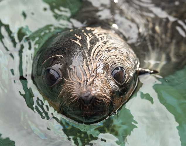 northern fur seal Gomez