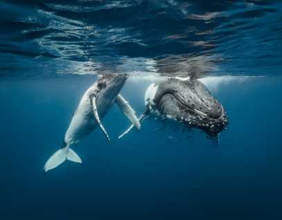 The Marine Mammal Center | Learn About Marine Mammals The Marine Mammal Center | Learn About Marine Mammals