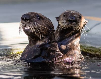 sea otters Langly and Sprout